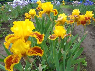 12061010.DSC00539.jpg補.jpg