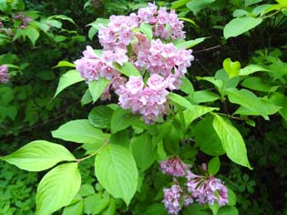 12061011.DSC00558.jpg補.jpg